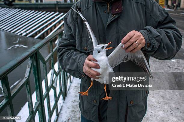 Ornithologist, Ivan Miksik, from the Bird Ringing Centre of the Czech National Museum, holds gull before ringing, on the bank of the Vltava river on...