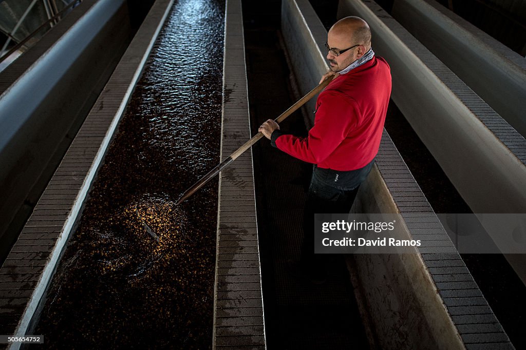 Tiger nuts Harvest In Valencia