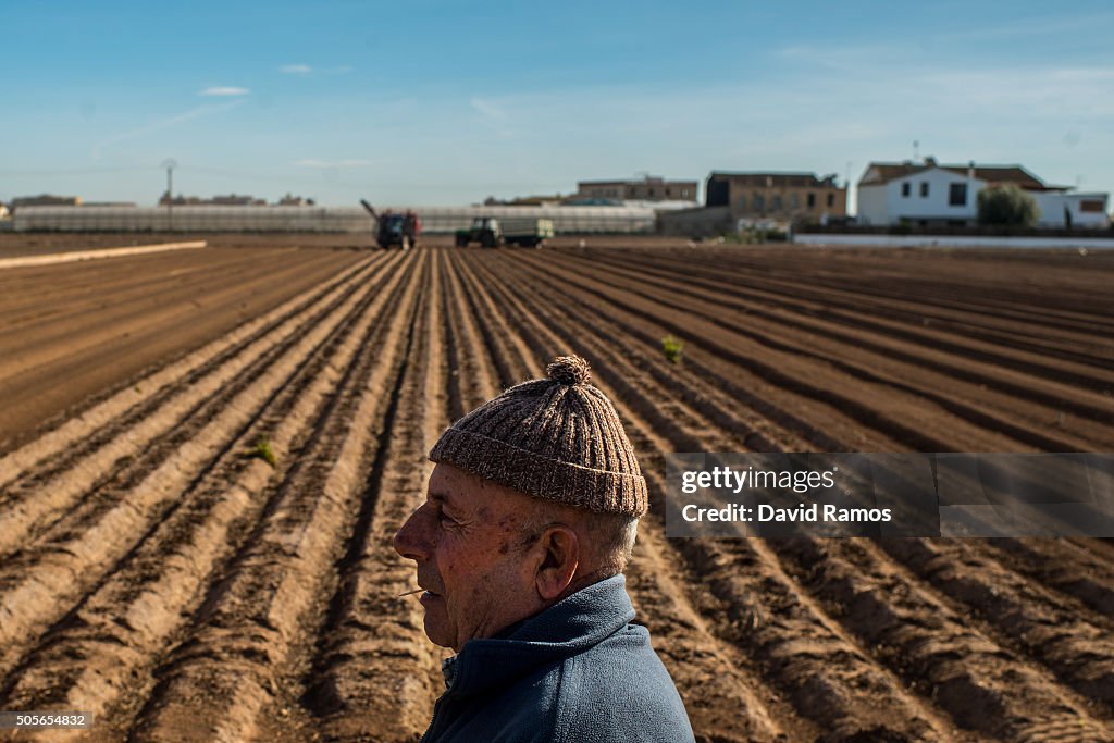 Tiger nuts Harvest In Valencia