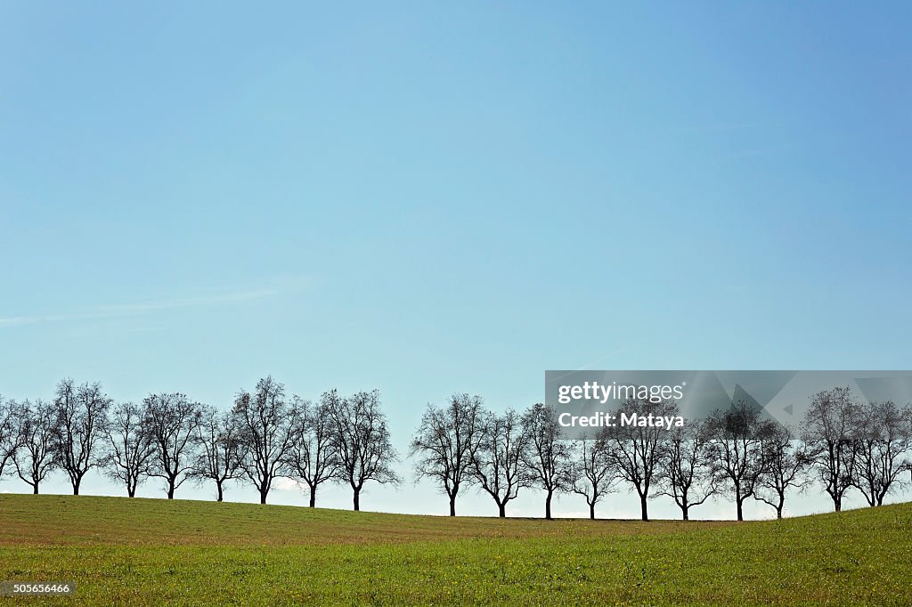 Tree Line High-Res Stock Photo - Getty Images