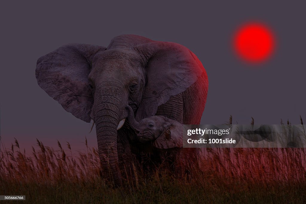 African Elephant and baby