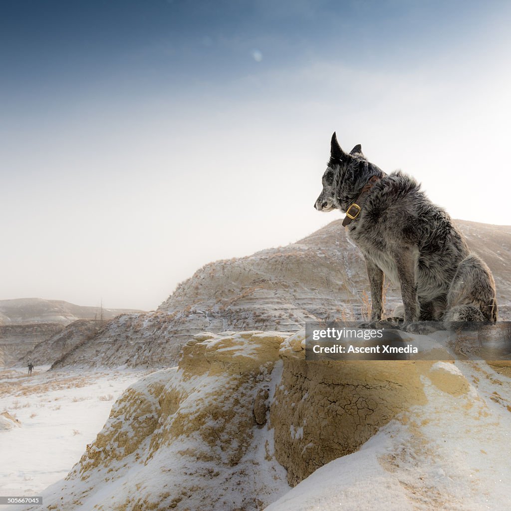 Dog watches as his master walks thru snowy terrain