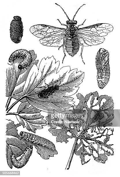 nematus ribesii (gooseberry sawfly or gooseberry caterpillar) - gooseberry stock illustrations