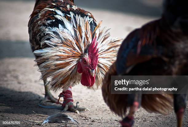 22 Crested Rooster Of India Photos and Premium High Res Pictures - Getty  Images