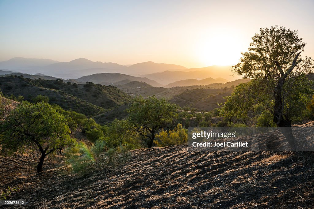 Andalusische Landschaft bei Sonnenuntergang mit Olivenbäumen in Spanien