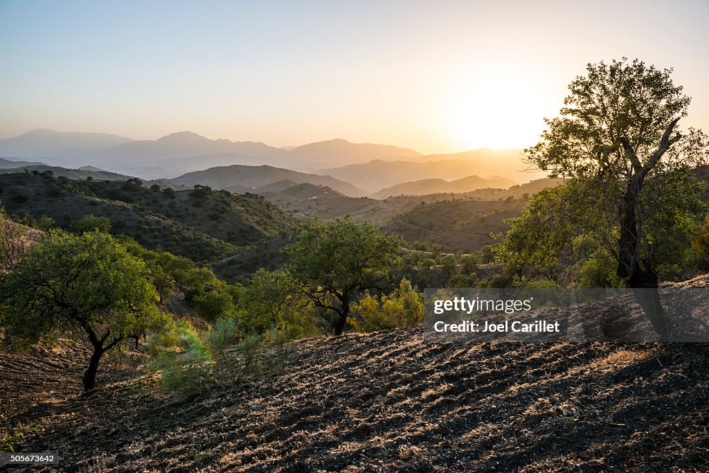 Andalusian landscape at sunset with olive trees in Spain