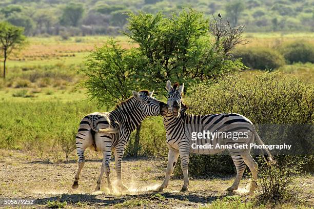 two zebras playing, khama rhino sanctuary - khama rhino sanctuary stock pictures, royalty-free photos & images