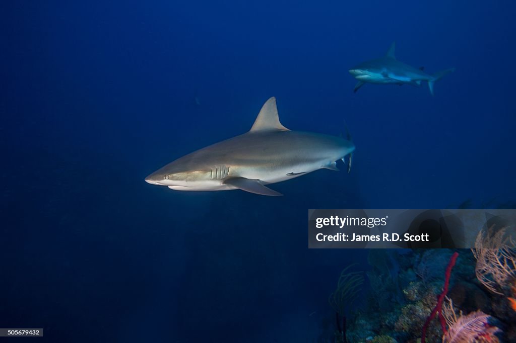 Caribbean Reef Sharks, Jardines de la Reina - Cuba