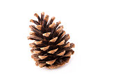 beautiful fir-cone isolated