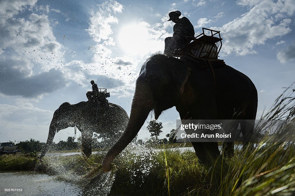 The life of mans and elephants