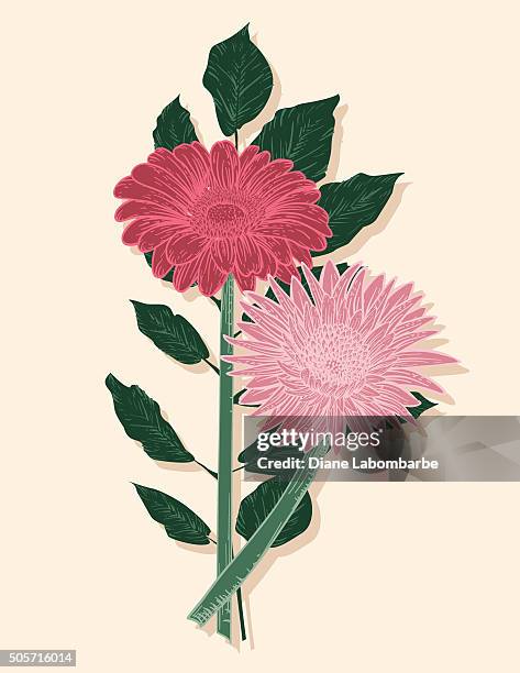 hand drawn vintage style flowers - pink gerbera daisies - gerbera stock illustrations