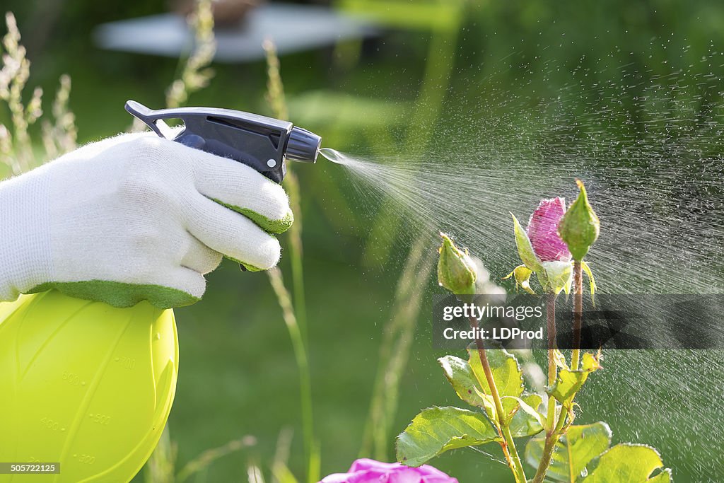 Frau sprühen Blumen im Garten