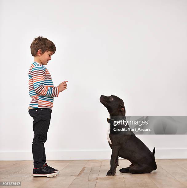 stay! - boy with dog stock pictures, royalty-free photos & images