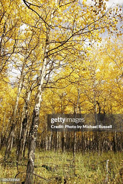 golden september - moraine stock pictures, royalty-free photos & images