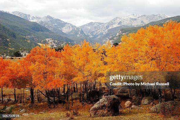 aspen groves - moräne stock-fotos und bilder