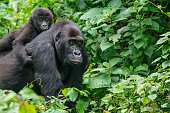 Gorilla baby riding on back of mother, wildlife shot, Congo