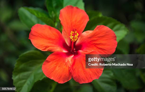Red hibiscus or Mar Pacifico flower in garden.Hibiscus is a genus of flowering plants in the mallow family, Malvaceae.
