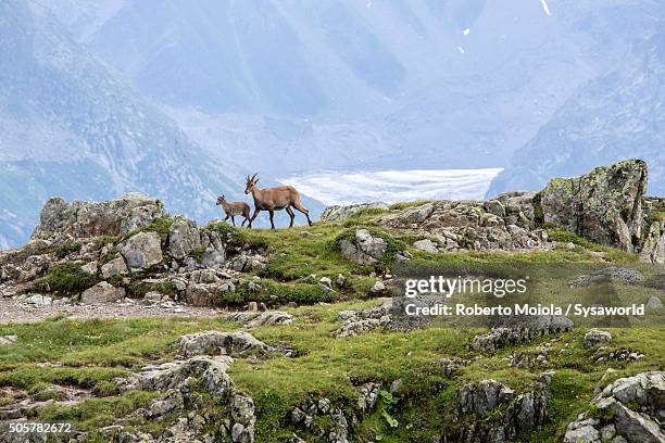 ibex haute savoie france - lake chesery stockfoto's en -beelden