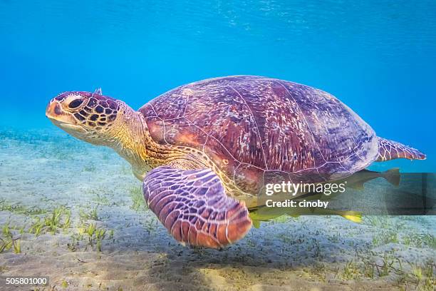 187 Fat Turtle Stock Photos, High-Res Pictures, and Images - Getty Images