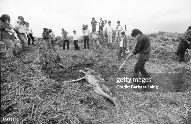 On orders from the police, Sergio Martinez , a suspect in a series of cult-related murders, digs around a corpse as press photographers film him,...