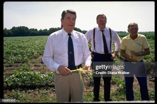 Pres. Reagan inspecting crop at Herman Krone Farm, visiting farmlands stricken by drought, w. Gov. Jim Thompson & farmer.