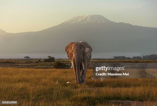 under the roof of africa - parque nacional de amboseli fotografías e imágenes de stock