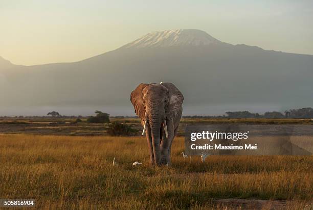 under the roof of africa - kilimanjaro stock pictures, royalty-free photos & images