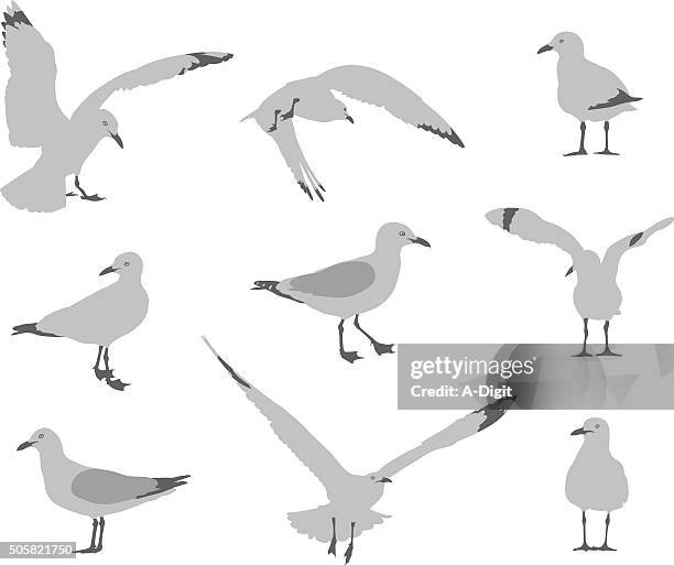 möwe verhalten - webbed foot stock-grafiken, -clipart, -cartoons und -symbole