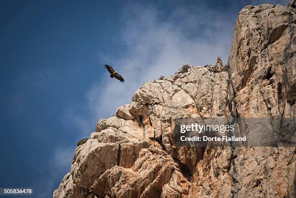 vulture flying along some rocks - caminito del rey fotografías e imágenes de stock