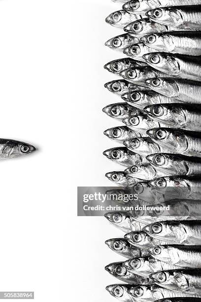 sardines - high key stock pictures, royalty-free photos & images