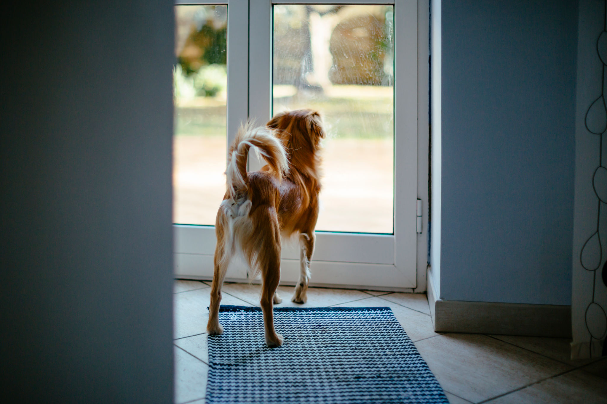 dog home preparation