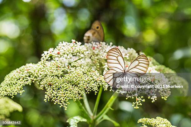 southern black-veined white - groot geaderd witje stockfoto's en -beelden