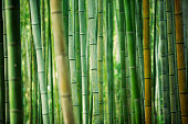 bamboo grove