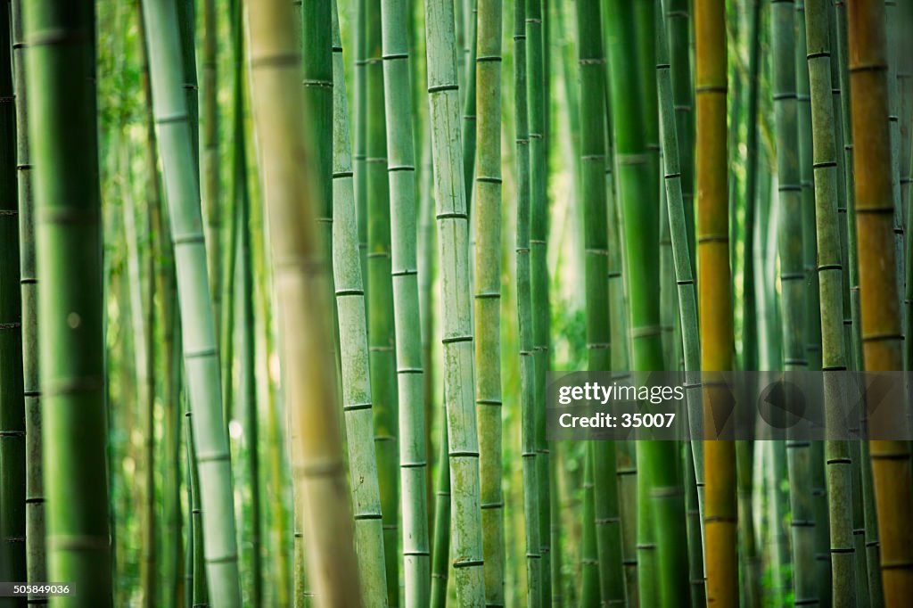 Arvoredo de bambu