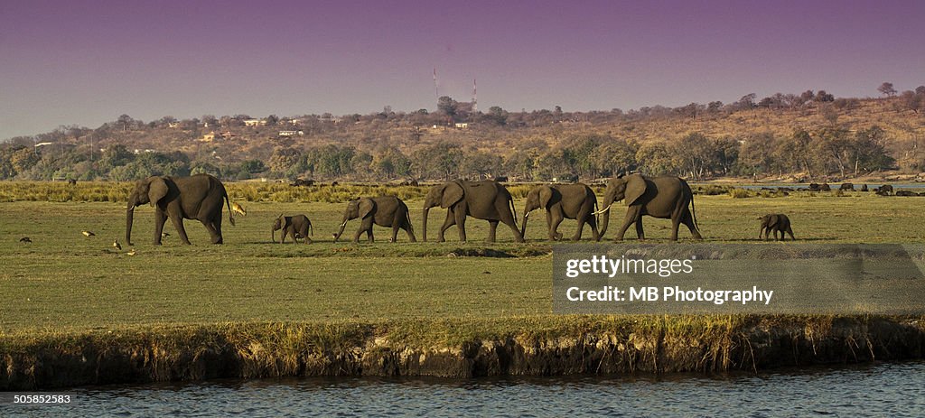 Elephant family