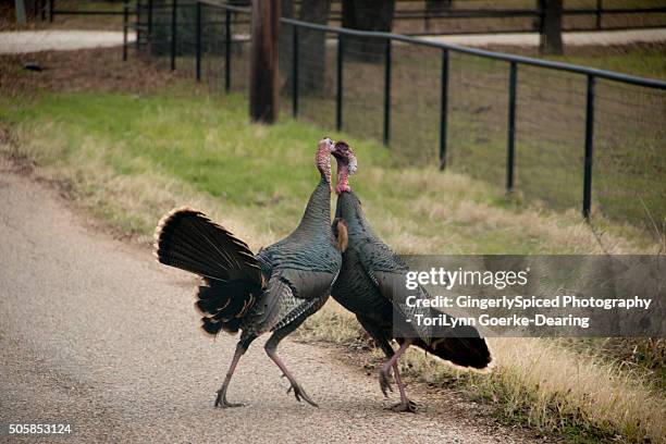 Two Turkeys Arguing 309 Turkeys Fighting Stock Photos, High-Res Pictures, and Images ...