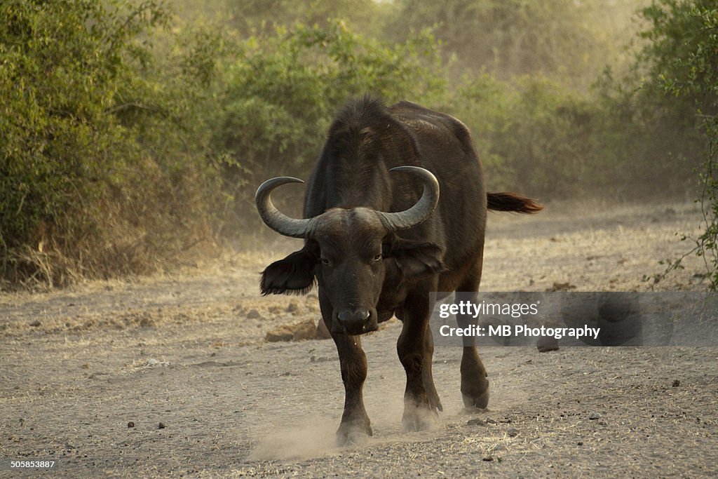 Buffalo