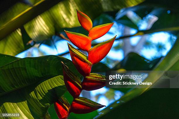 balisier (heliconia) flowers in the tobago rainforest. - heliconia bihai stock pictures, royalty-free photos & images