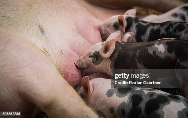 Piglets suck milk of a sow on January 19, 2016 in Berlin, Germany.