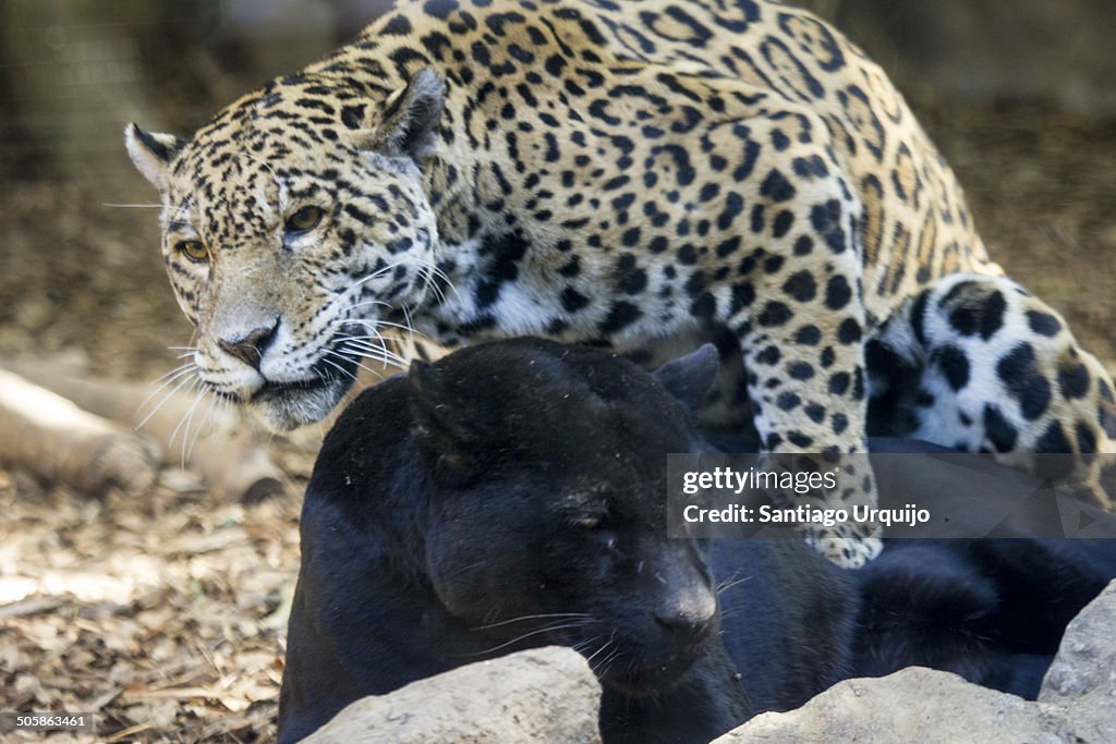 Jaguar Copulating With A Black Panther High-Res Stock Photo - Getty Images