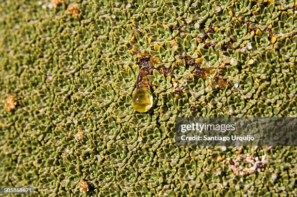 close-up view of a yareta (azorella yareta) - yareta stock pictures, royalty-free photos & images