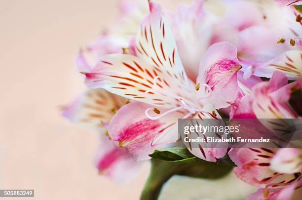 alstroemeria - alstromeria stock pictures, royalty-free photos & images