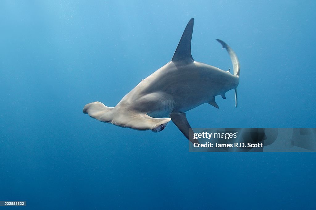 Scalloped Hammerhead Shark Florida Keys High Res Stock Photo Getty Images scalloped-hammerhead-shark-florida-keys-high-res-stock-photo-getty-images