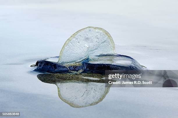 Sea Raft Fish 207 Velella Velella Stock Photos, High-Res Pictures, and Images - Getty ...