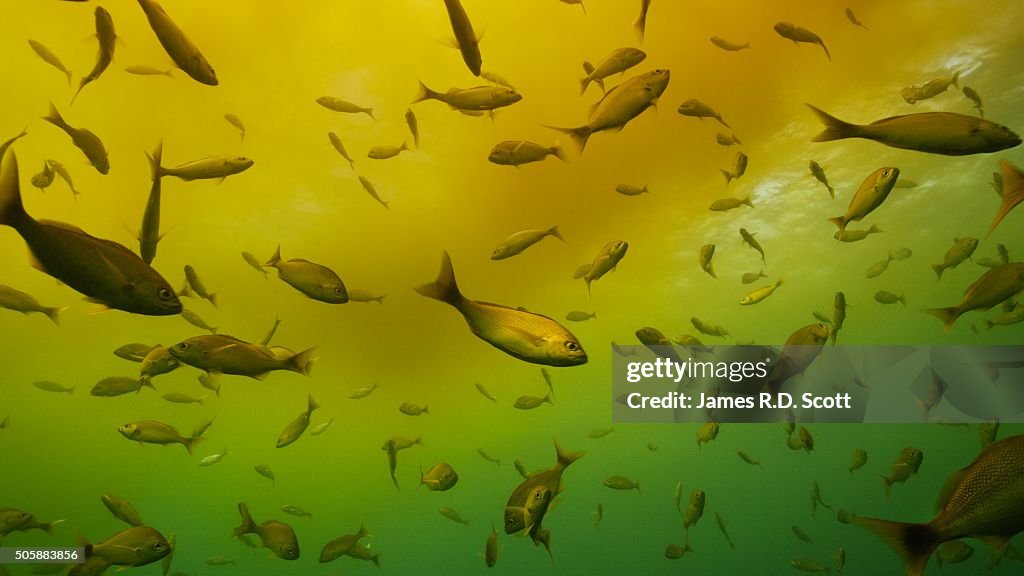 Underwater view of an algal bloom / red tide with Grunt Fish