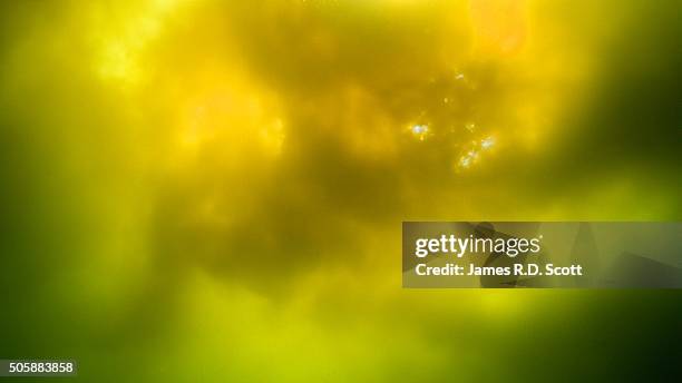 underwater view of an algal bloom / red tide - phytoplankton stock pictures, royalty-free photos & images