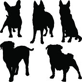 vector silhouettes of different breeds of dogs in various poses