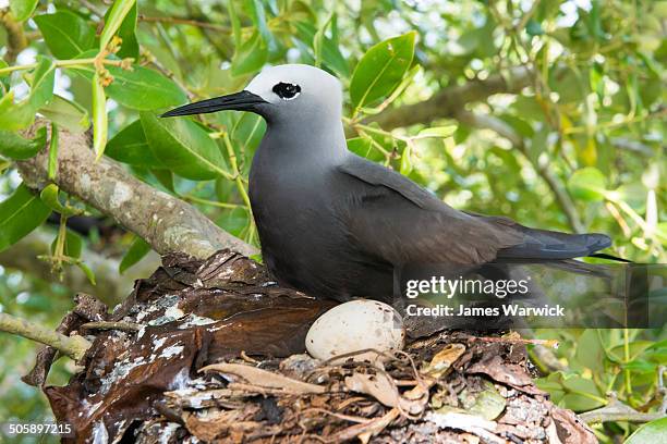 Lesser Noddiesnesting Lesser Noddy Photos and Premium High Res Pictures - Getty Images