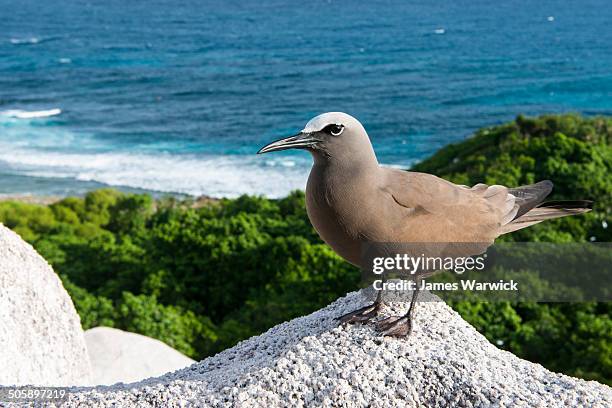brown noddy on granite ledge - noddy tern bird stock pictures, royalty-free photos & images