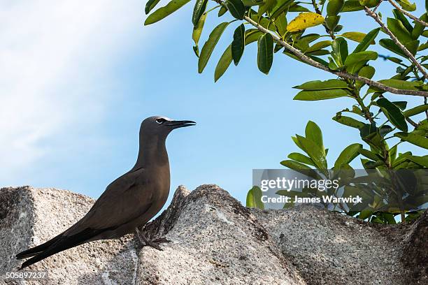 brown noddy on granite boulder - noddy tern bird stock pictures, royalty-free photos & images